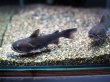 画像1: バトラクスキャット(9cm±)WILDコロンビア★ (1)