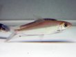 画像1: アルゴネクテス ロンギセプス(8cm±)WILD (1)