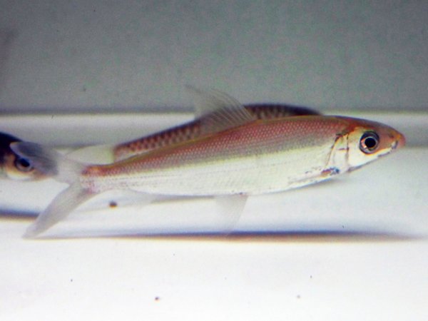 画像1: アルゴネクテス ロンギセプス(8cm±)WILD (1)