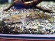 画像1: ビワコオオナマズ(17cm±)WILD▲ (1)
