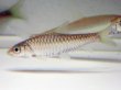 画像1: ゴールデンマハシール(7cm±)WILD (1)