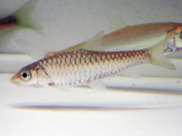 画像1: ゴールデンマハシール(7cm±)WILD (1)