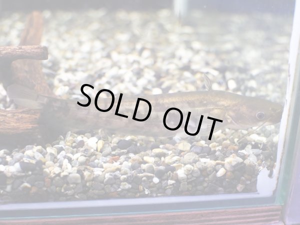 画像2: ビワコオオナマズ(16cm±)WILD▲ (2)