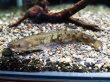 画像2: ビワコオオナマズ(17cm±)WILD▲ (2)
