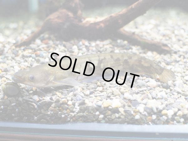 画像2: ビワコオオナマズ(17cm±)WILD▲ (2)