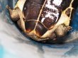 画像4: オオアタマクサガメ メス(22.5cm±)WILD▲ (4)