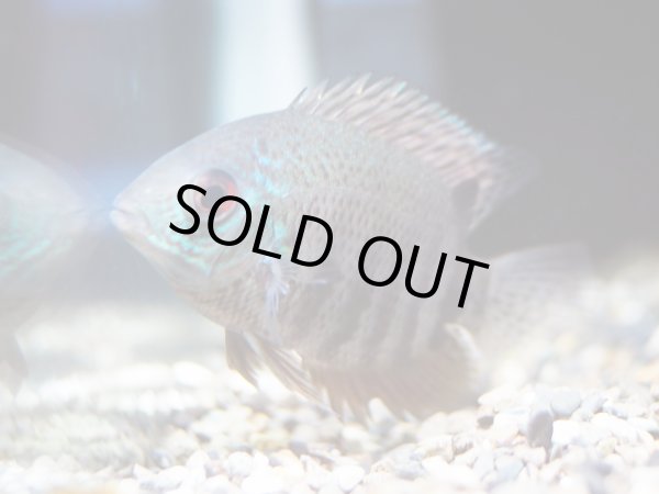 画像2: へロス セベラム(5cm±)WILDヤヴァリ川産★ (2)