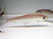 画像2: アルゴネクテス ロンギセプス(8cm±)WILD (2)