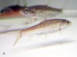 画像2: ゴールデンマハシール(7cm±)WILD (2)