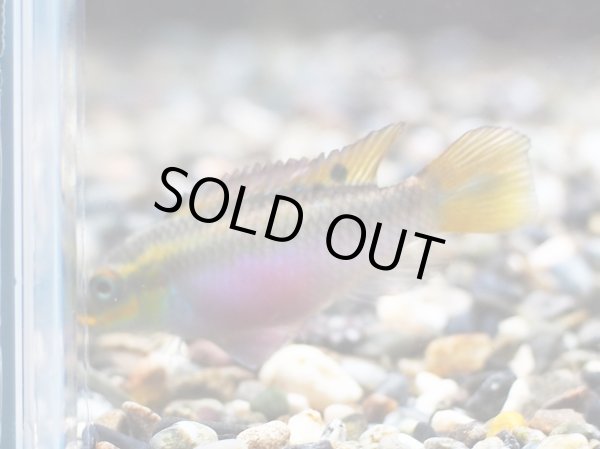 画像2: ペルヴィカクロミス クリベンシス ニャンジェ 1ペア EUブリード★ (2)