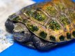 画像2: ニホンイシガメ ベビー(4cm±) ブリードA 訳アリ (2)