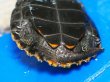 画像5: ニホンイシガメ ベビー(4cm±) ブリードA 訳アリ (5)