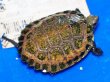 画像1: ニホンイシガメ ベビー(4cm±) ブリードA 訳アリ (1)
