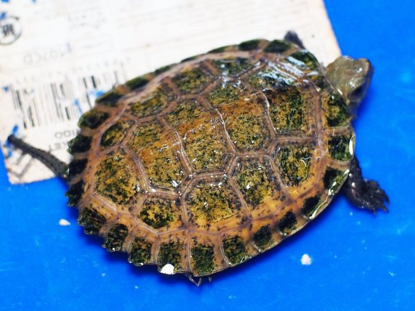 画像1: ニホンイシガメ ベビー(4cm±) ブリードA 訳アリ (1)