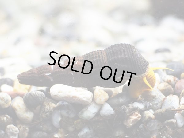 画像2: オレンジラビットスネール(4cm±) (2)