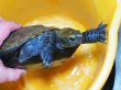 画像3: ニホンイシガメ メス(19cm±)WILD (3)