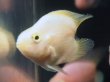 画像1: ハートテールイエローパロット(5cm±)★ (1)