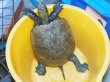 画像1: ニホンイシガメ メス(19cm±)WILD (1)
