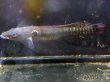 画像2: クレニキクラ ゼブリナ(14cm±)WILDペルー (2)