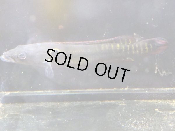 画像2: クレニキクラ ゼブリナ(14cm±)WILDペルー★ (2)