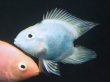 画像1: ハートテールブルーパロット(5cm±) (1)