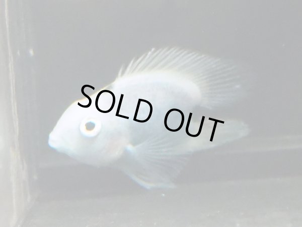 画像2: ハートテールブルーパロット(5cm±) (2)