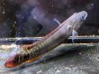 画像1: クレニキクラ ゼブリナ(14cm±)WILDペルー (1)