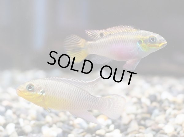 画像3: ペルヴィカクロミス クリベンシス ニャンジェ 1ペア EUブリード★ (3)