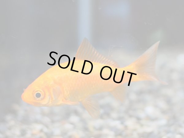 画像2: ヒブナ(5cm±) (2)