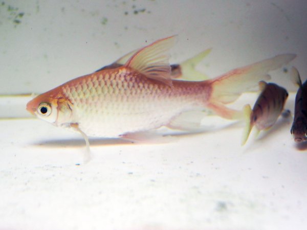 画像1: シルバーバルブ ロングフィン(14cm±) (1)