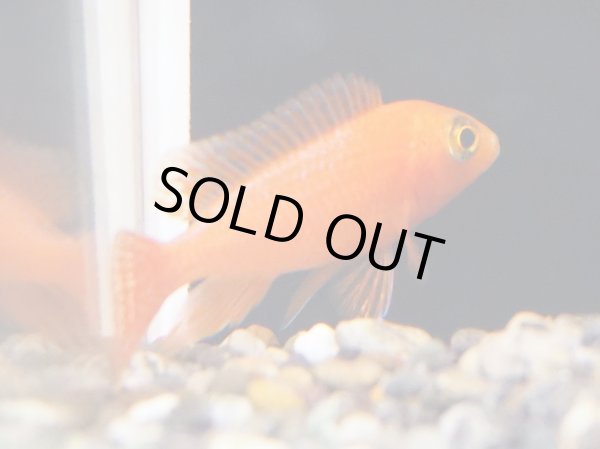 画像3: ストロベリーピーコックシクリッド(6cm±) (3)