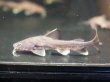 画像1: スタージョンシーキャット(12cm±)WILDインドネシア★ (1)