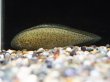 画像1: インド淡水シタビラメ(4cm±)WILD (1)