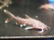 画像2: スタージョンシーキャット(12cm±)WILDインドネシア★ (2)