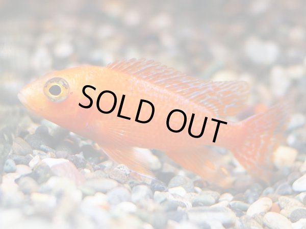 画像2: ストロベリーピーコックシクリッド(6cm±) (2)