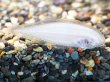画像2: インド淡水シタビラメ(4cm±)WILD (2)