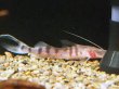画像2: ゼブラキャット(8cm±)WILD (2)