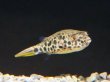 画像2: テトラオドンショウテデニー(4cm±) (2)