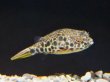 画像1: テトラオドンショウテデニー(4cm±) (1)