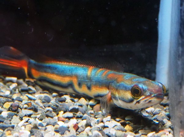 画像1: チャンナエマス(14cm±)WILD (1)