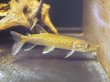 画像3: アフリカンパイクカラシン(13cm±)WILDナイジェリア★ (3)