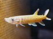 画像3: アフリカンパイクカラシン(12cm±)WILDナイジェリア (3)