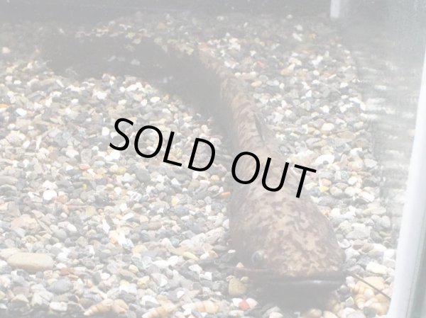 画像2: イワトコナマズ(30cm±)▲ (2)