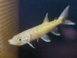 画像1: アフリカンパイクカラシン(12cm±)WILDナイジェリア (1)