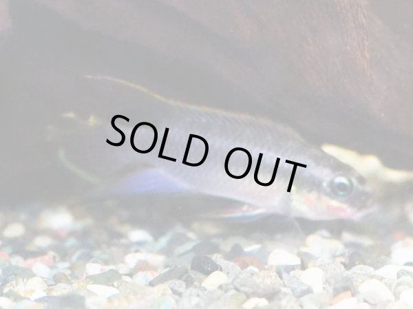 画像4: ペルヴィカクロミス タエニアータス ナイジェリアレッド 1ペア EUブリード (4)