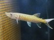 画像2: アフリカンパイクカラシン(12cm±)WILDナイジェリア (2)
