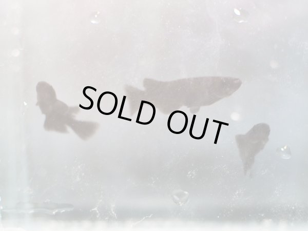 画像3: オロチメダカ 1ペア (3)