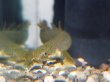 画像1: ポリプテルス パルマスポーリー(6cm±)ブリード (1)