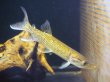 画像1: アフリカンパイクカラシン(13cm±)WILDナイジェリア★ (1)