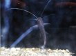 画像3: スポッテッドピニランプス(12cm±)WILDペルー (3)